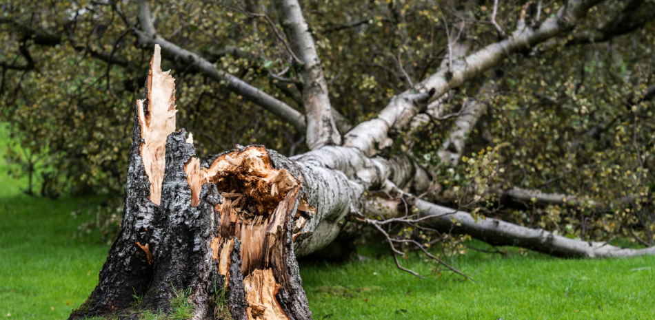 fallen tree2